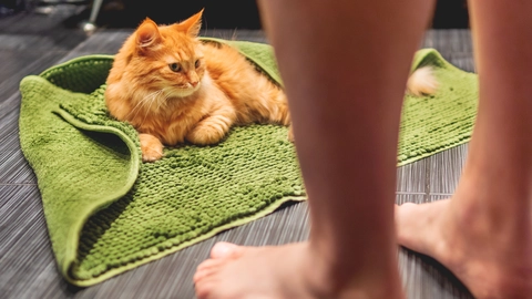 Katze auf Decke