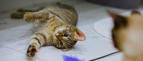 Katze