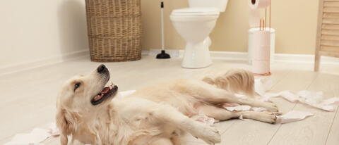 Hund im Bad